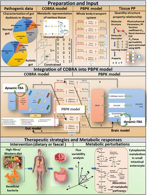 Frontiers | A Computational Framework for Studying Gut-Brain Axis